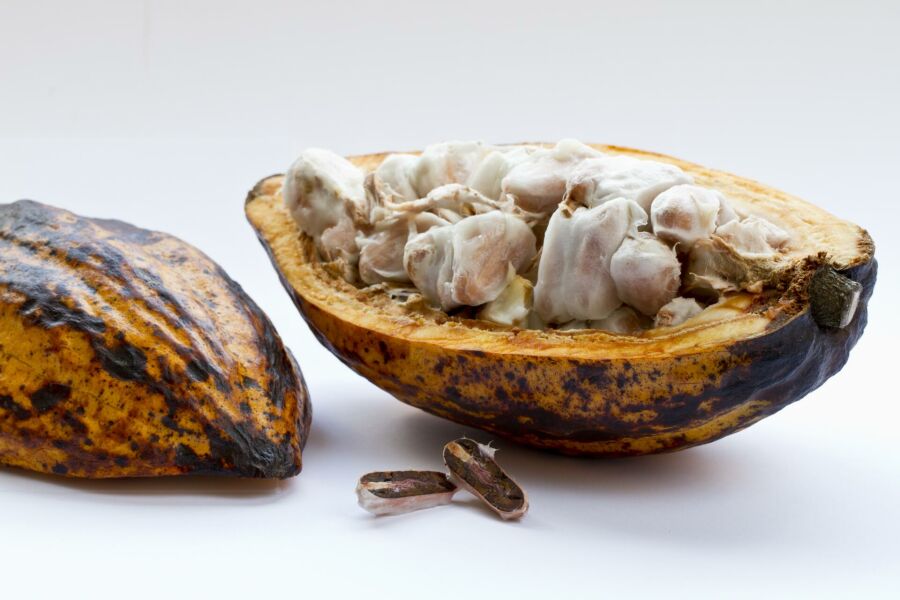 Imagem closeup-shot-cut-cocoa-plant-white-surface
